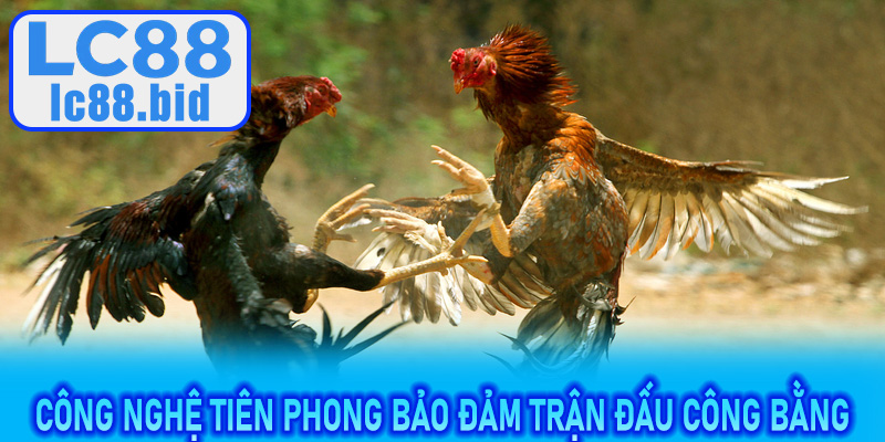 Chiến thuật cá cược đỉnh cao trên Đá Gà Đòn LC88
